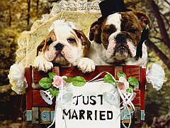 The Newlyweds